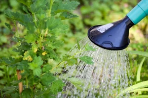 Arrosoir jardin