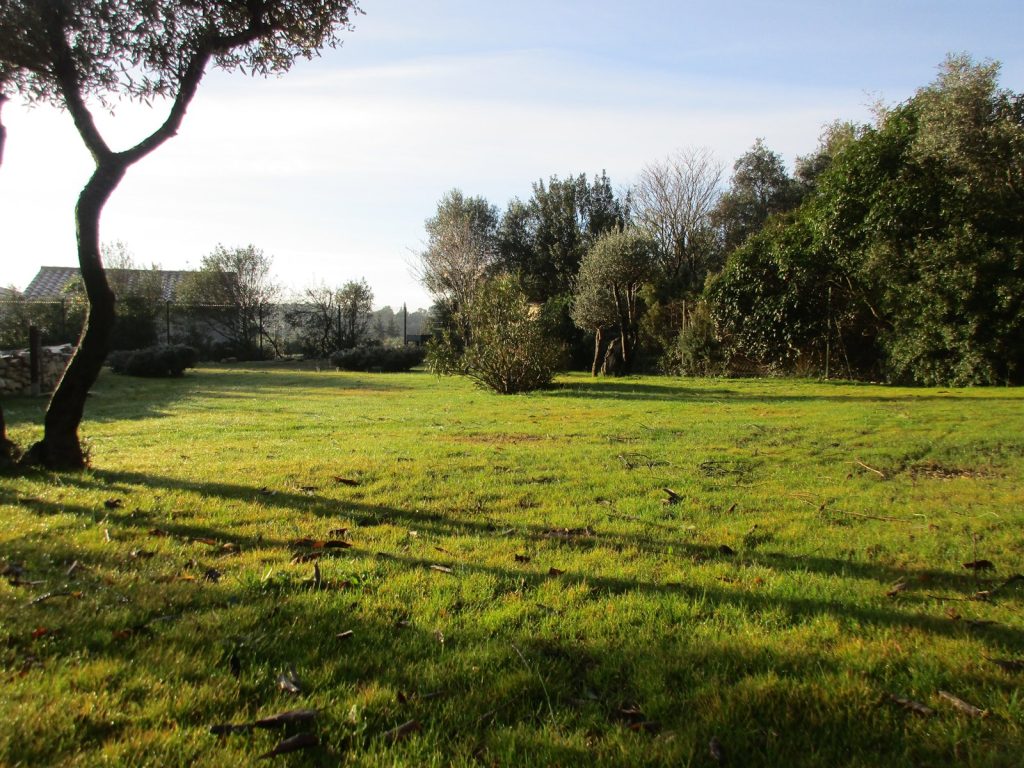 Entretien de jardin méditerannéen