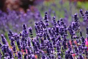 La lavande fait-elle partie des plantes anti-moustiques?