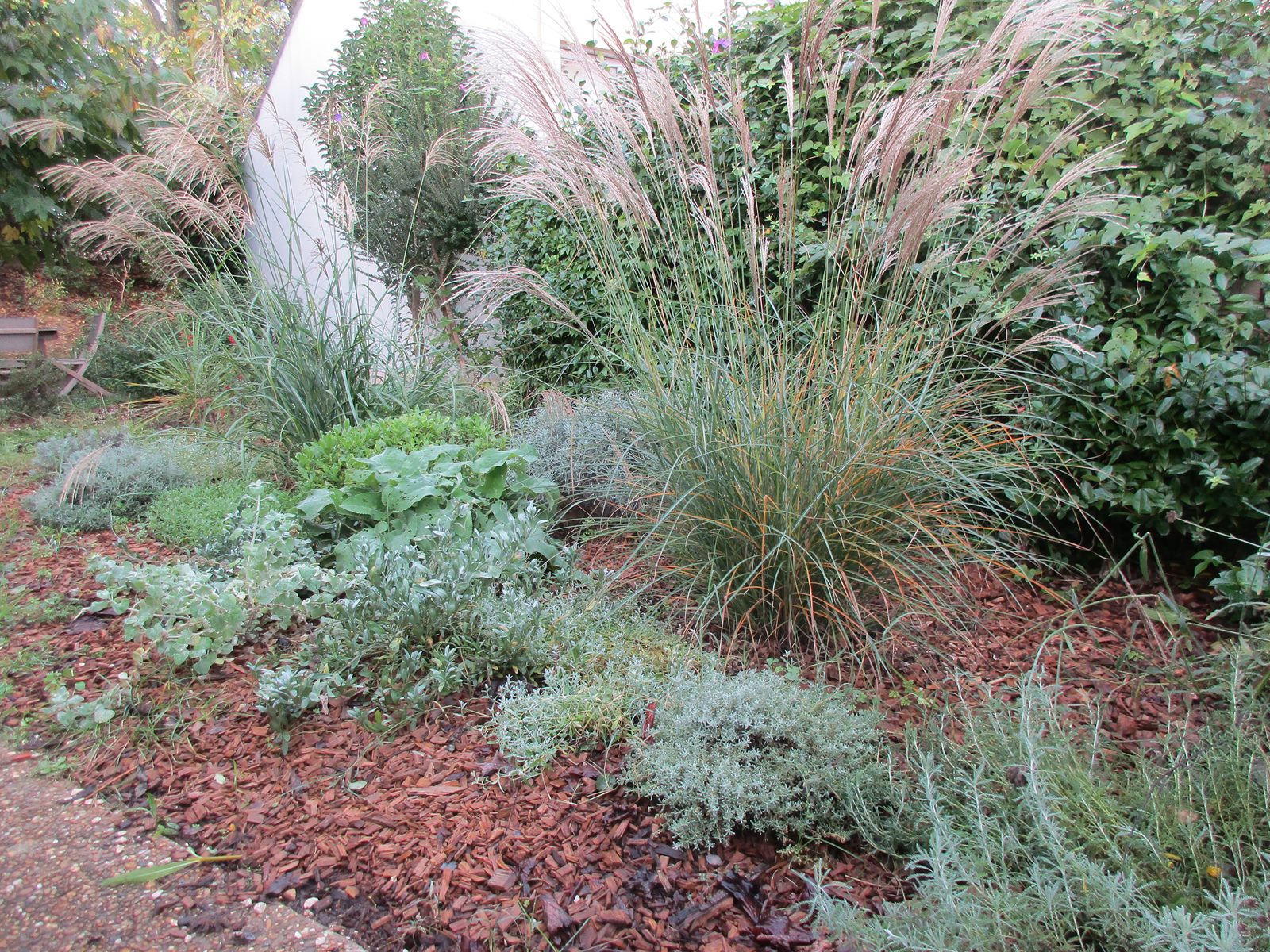 Création massif jardin méditerranéen