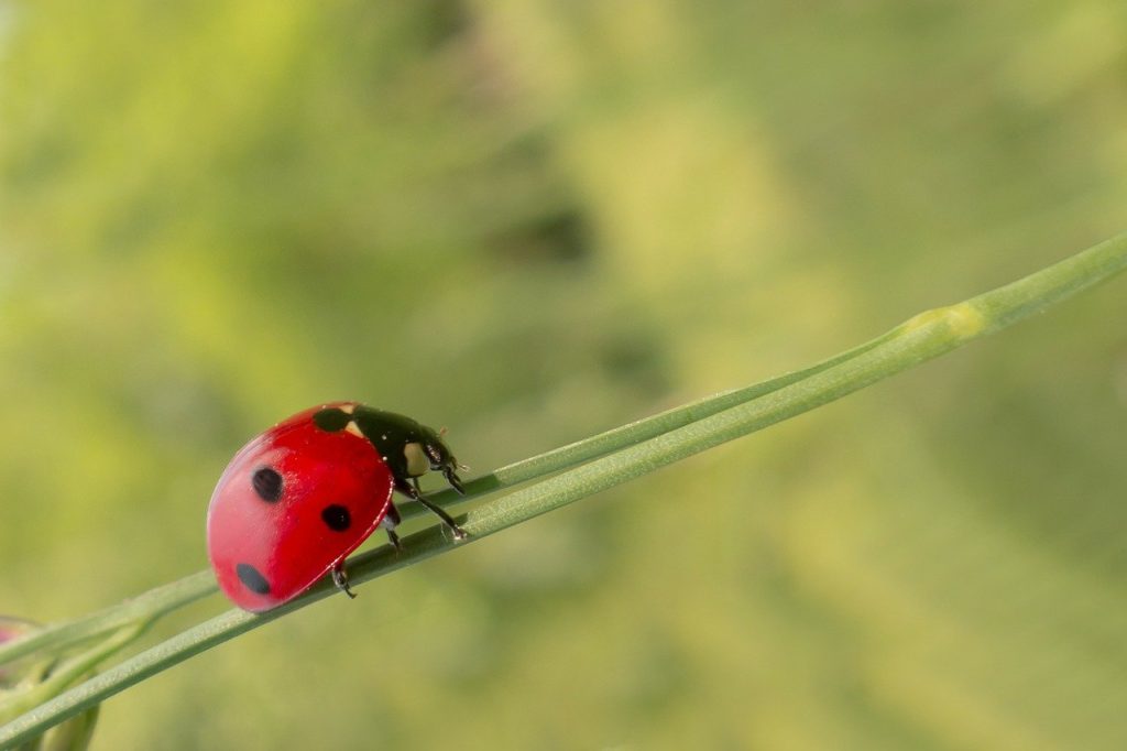 La coccinelle à 7 points est un grand prédateur de pucerons