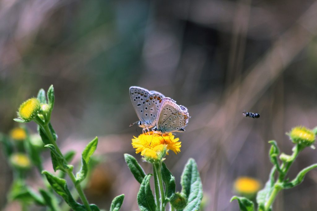 Pollinisateur