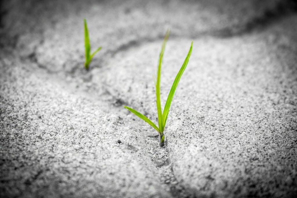 Le vinaigre un désherbant d'origine naturelle Désherbant pavé jardin