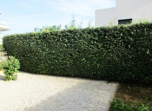 Haie arbustive planning d'entretien annuel jardin