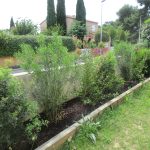Paysagiste à Montpellier - De la graine au jardin c'est votre paysagiste jardin sec