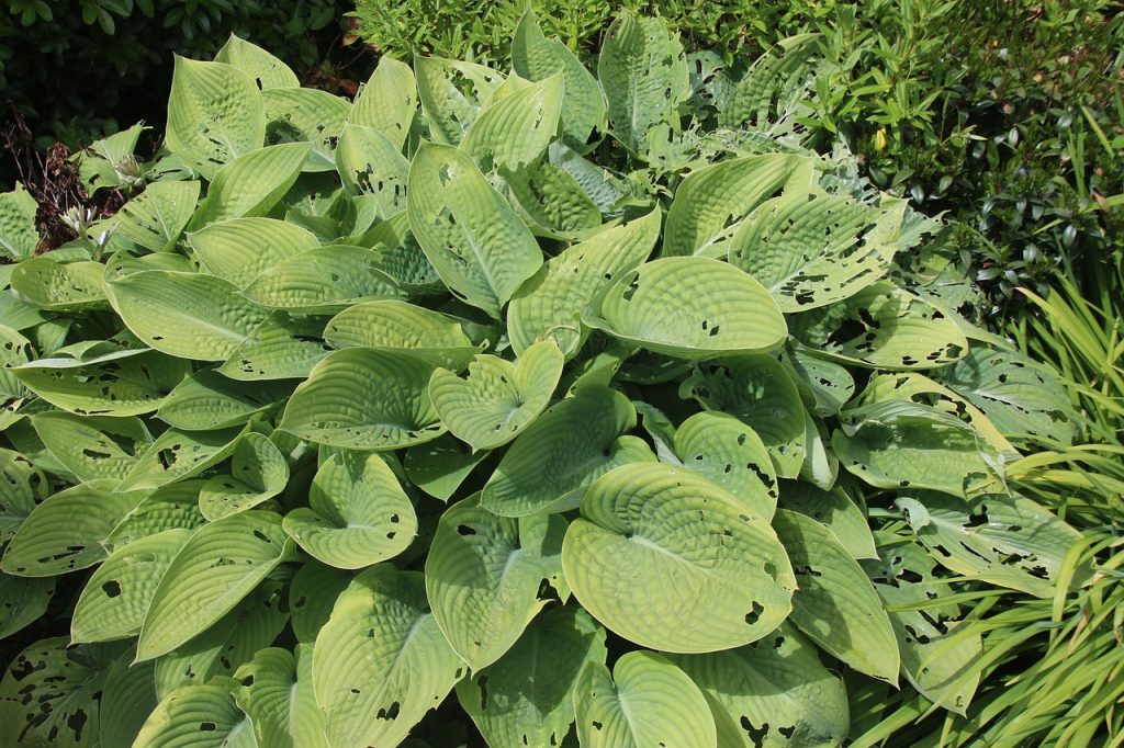 Host limace jardin Hosta limace traitement biologique