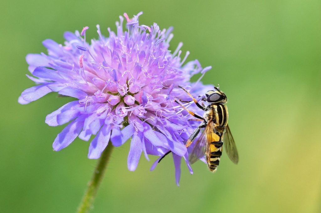 Syrphe butinant une fleur