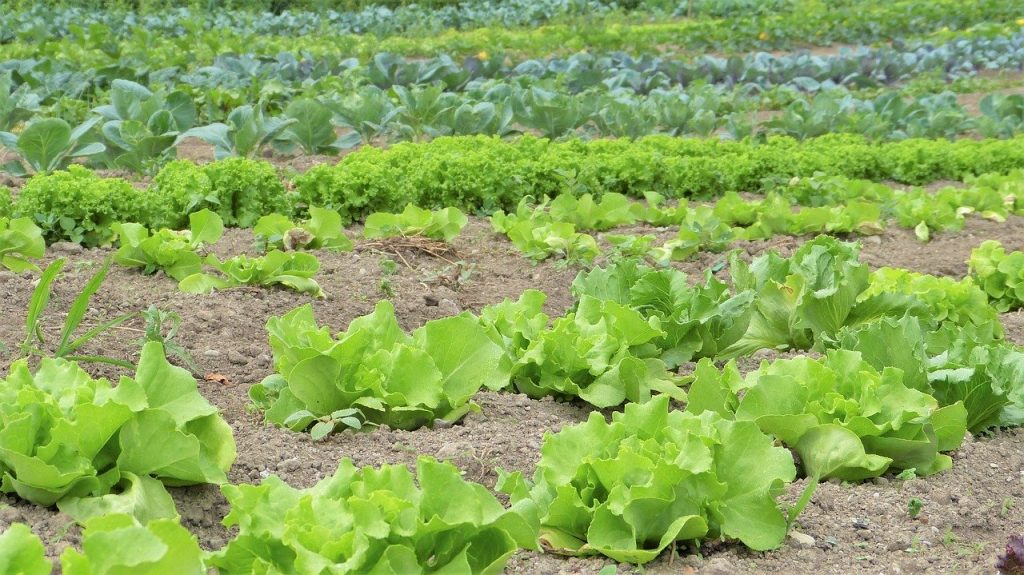 Traitement biologique jardin Salade culture jardin gastéropode