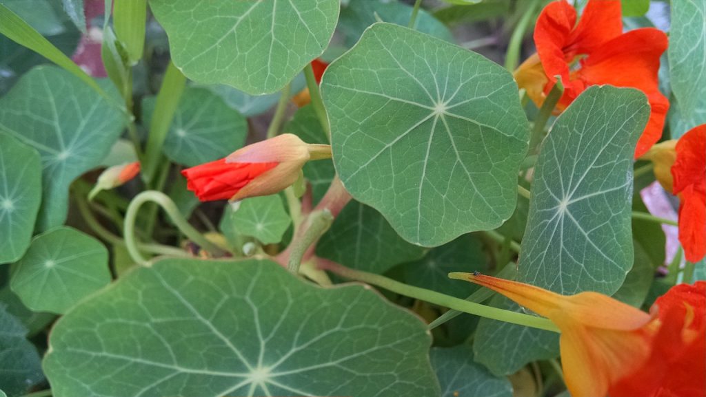 Capucine jardin pucerons