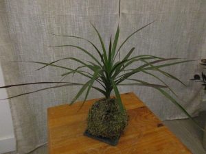 Kokedama après arrosage