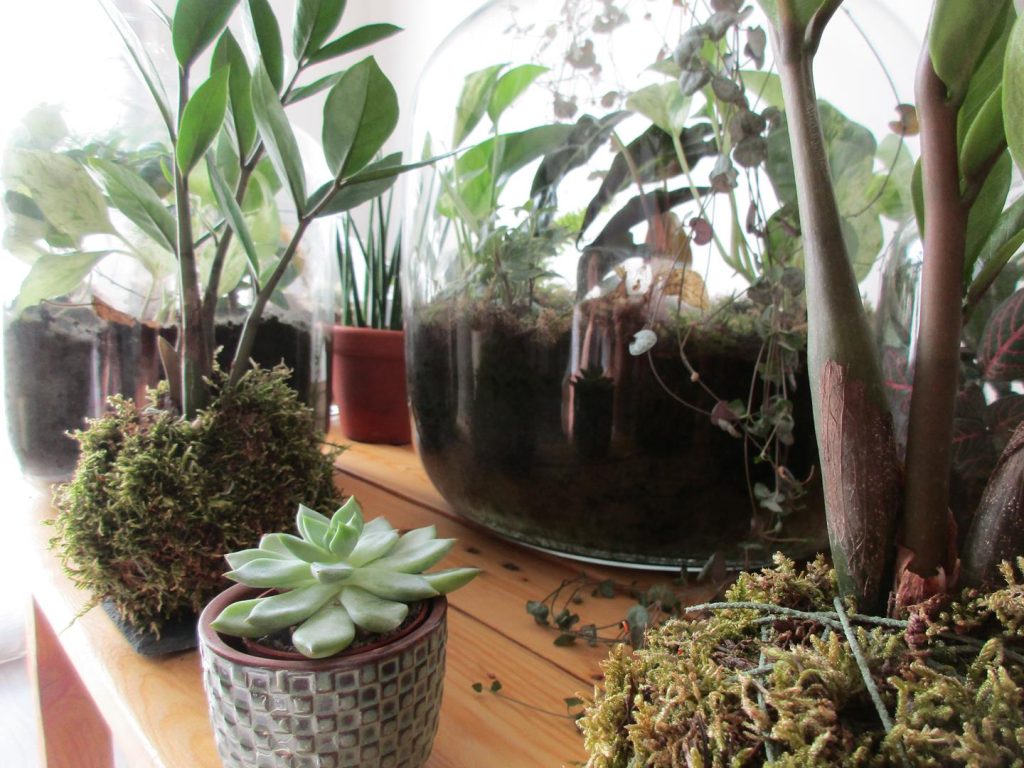 Terrariums et kokedamas Terrariums secs et humides