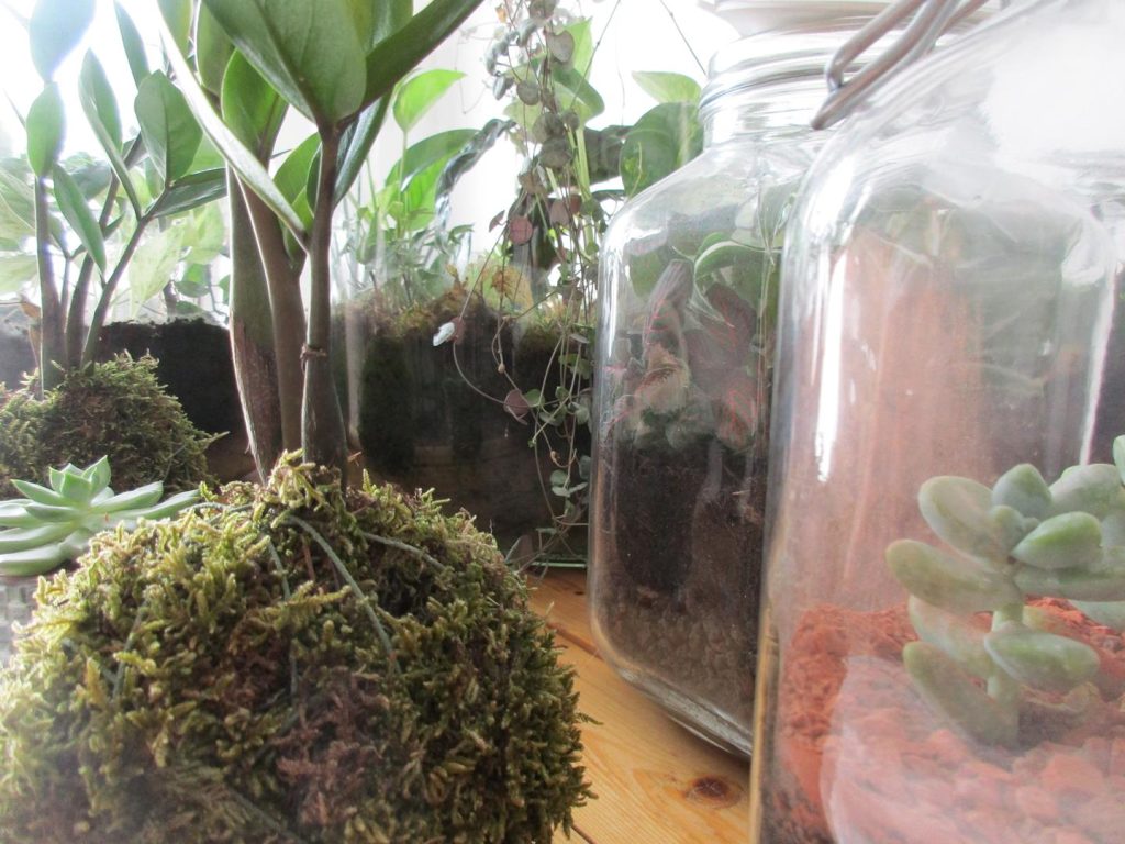 Macro kokedamas Zamioculcas et Terrariums secs Kokedama et terrariums