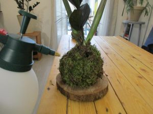 Vaporisation d'eau sur kokedama