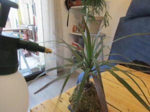 Vaporisation d'eau sur mousse