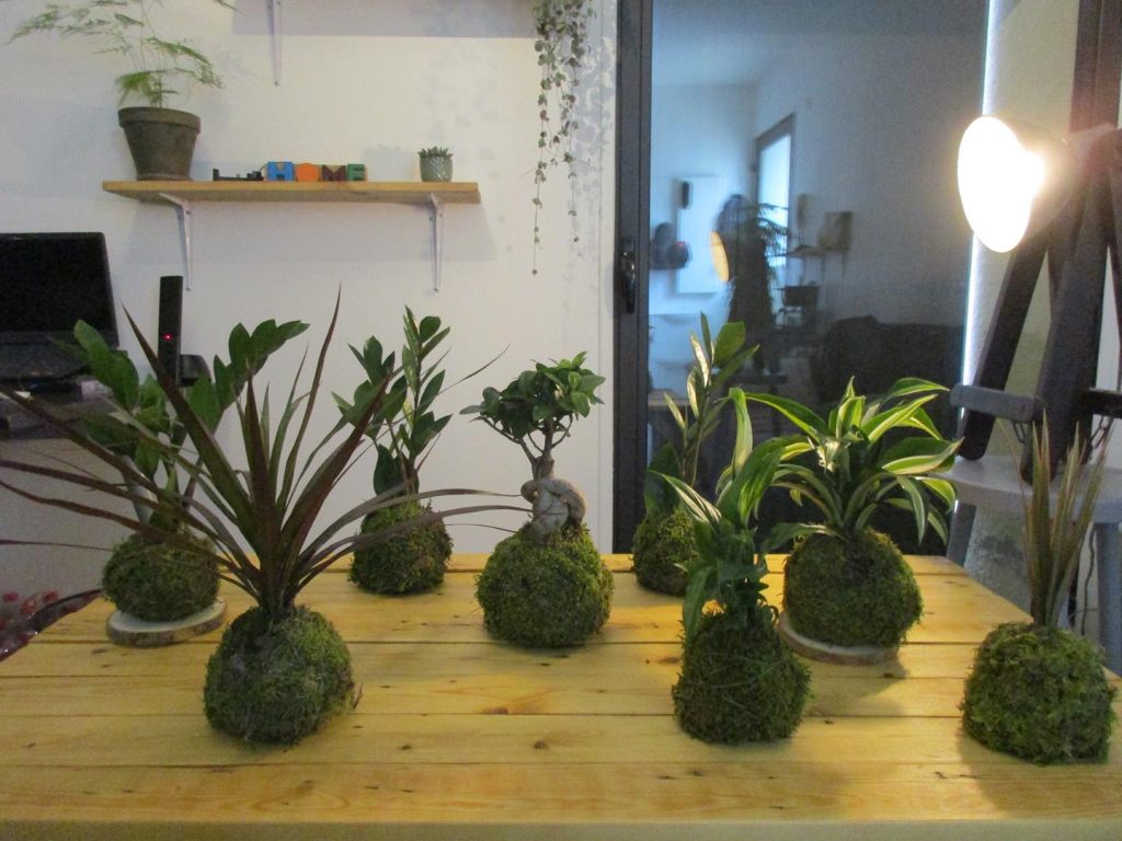 Forêt de Kokedamas Mix de kokedamas variés