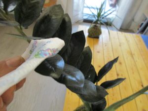 Nettoyage feuillage kokedama