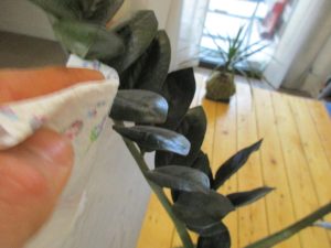 Nettoyage feuille kokedama