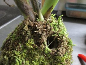 Collet kokedama perçé