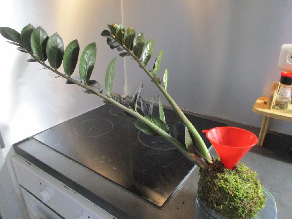 Arrosage kokedama entonnoir