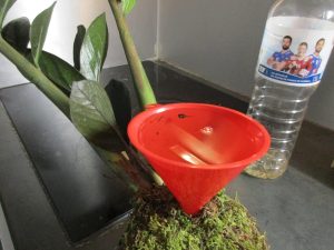 Arrosage kokedama avec entonnoir