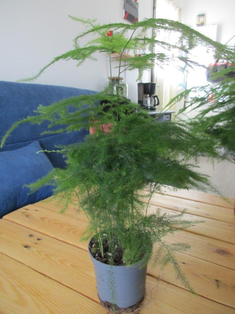 Asparagus plumosus