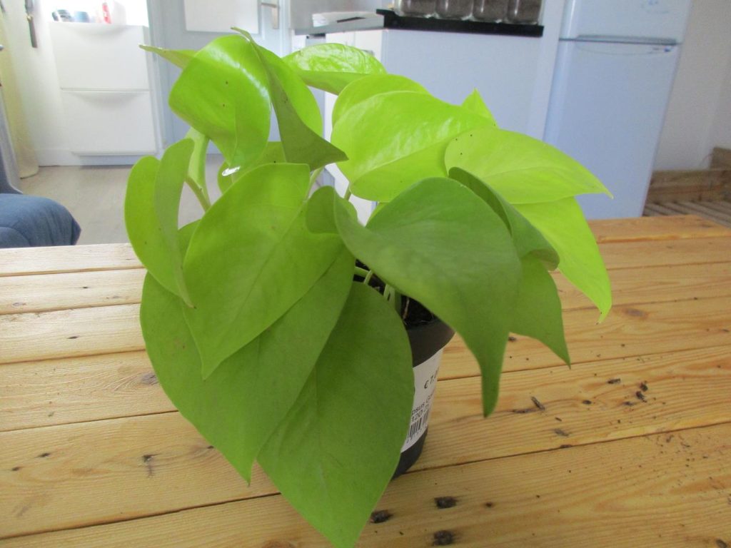 Pothos ‘Scindapsus Golden’