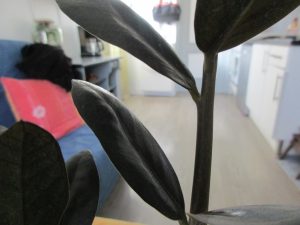 Zamioculcas zamiifolia 'Raven' feuillage