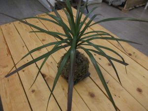 Kokedama assoifé