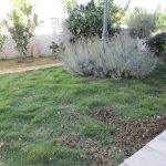 Gazon alternatif Montpellier