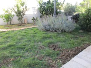 Gazon alternatif Montpellier