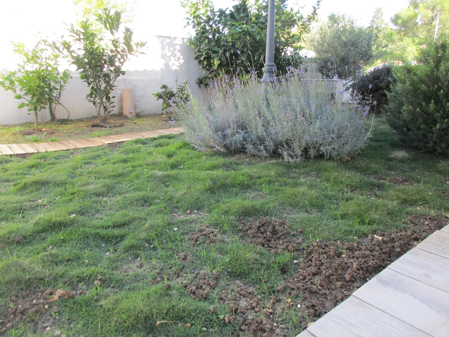 Gazon alternatif Montpellier