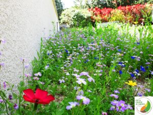 Prairie fleurie dans un jardin près de Montpellier