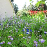 Gazon alternatif Montpellier