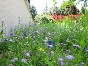 Gazon alternatif Montpellier