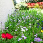 Prairie fleurie
