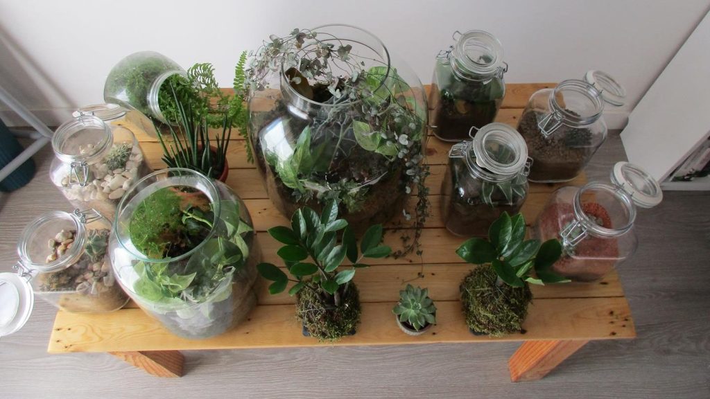 Terrariums et kokedamas Terrarium et kokedamas