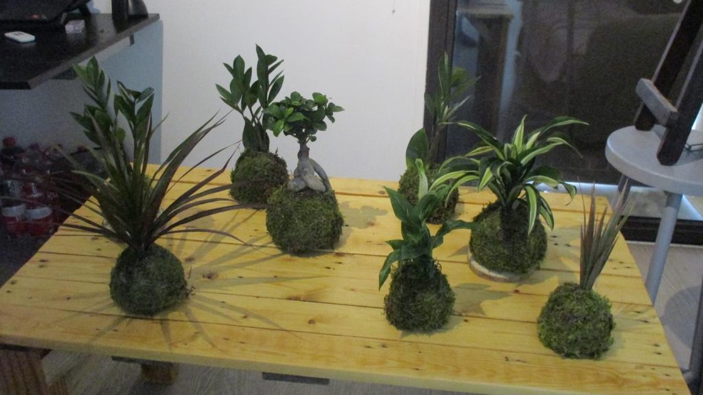 Groupe de kokedamas dont Spatiphyllum