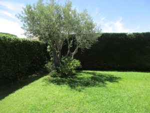 Taille d'une haie de cyprès à Saint-Aunès
