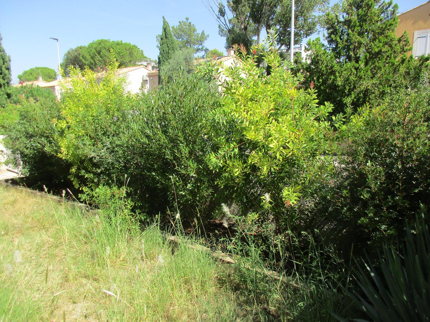 Haie méditerranéen plantée à Montpellier
