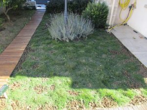 Gazon alternatif Montpellier