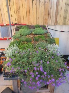 Verbena tenuisecta