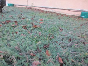 Gazon alternatif jardin Castries
