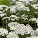 Achilea fleurs