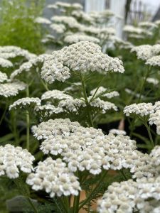 Achilea fleurs