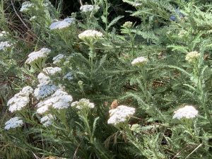 Achilea millefeuille
