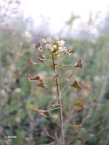 Fruit Capsella
