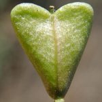 Fruit Capsella