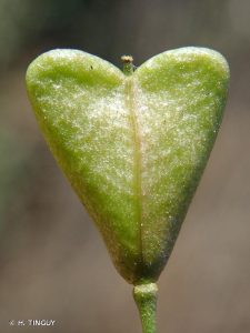 Fruit Capsella