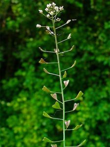 Capsella bursa-pastoris