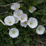 Liseron des champs fleurs